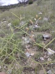 Pediomelum linearifolium