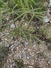 Pediomelum linearifolium