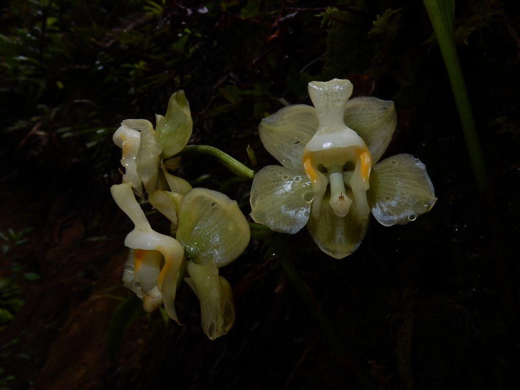 Houlletia lowiana
