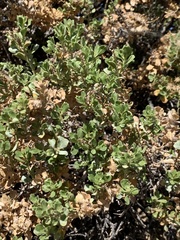 Ericameria cuneata