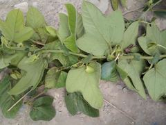 Passiflora nephrodes