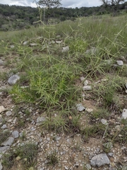 Pediomelum linearifolium