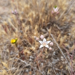 Dudleya hendrixii