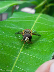 Palpada vinetorum