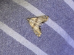 Petrophila heppneri