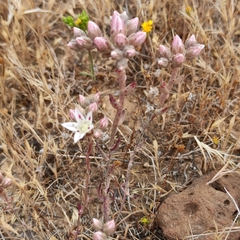 Dudleya hendrixii