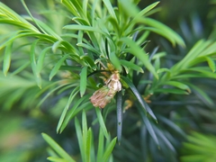Cecidophyopsis psilaspis