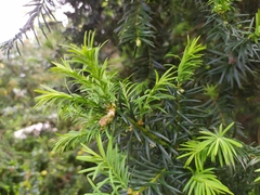 Cecidophyopsis psilaspis