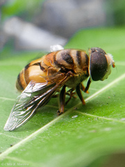 Palpada vinetorum
