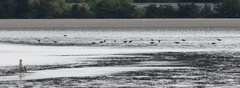 Limosa lapponica baueri