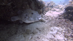 Arothron caeruleopunctatus