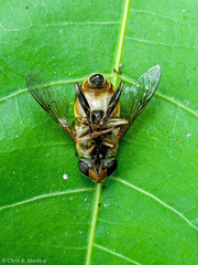 Palpada vinetorum