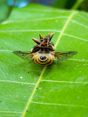 Palpada vinetorum