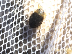 Ambrysus pudicus