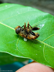 Palpada vinetorum