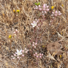 Dudleya hendrixii