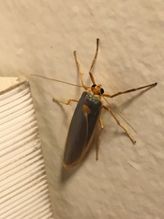 Eilema lurideola