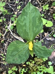 Trillium luteum