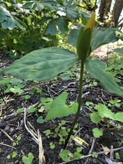 Trillium luteum