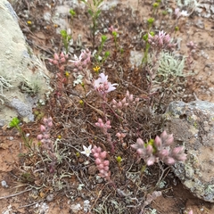 Dudleya hendrixii