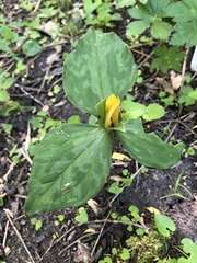 Trillium luteum