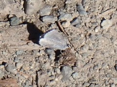 Celastrina echo echo