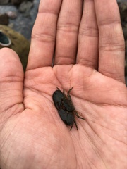 Petrolisthes cabrilloi