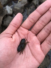 Petrolisthes cabrilloi