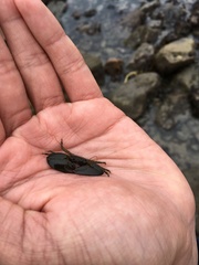 Petrolisthes cabrilloi