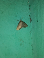 Udea accolalis