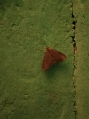 Udea accolalis