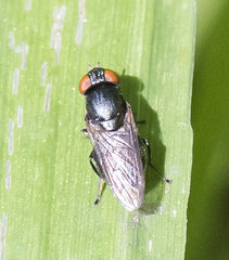 Chrysogaster