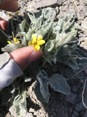 Viola purpurea aurea