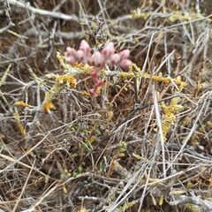 Dudleya hendrixii