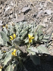 Viola purpurea aurea