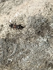 Molorchus longicollis