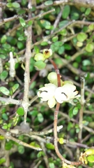 Muehlenbeckia complexa