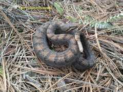 Crotalus transversus