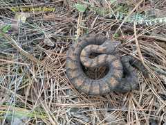 Crotalus transversus