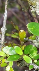 Korthalsella clavata