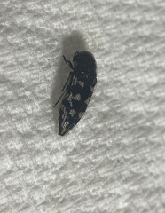 Acmaeodera bowditchi