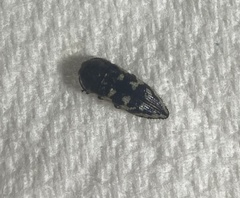 Acmaeodera bowditchi