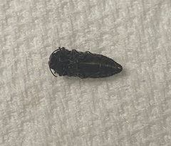 Acmaeodera bowditchi