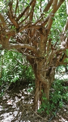 Ficus stuhlmannii image