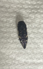 Acmaeoderini