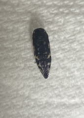 Acmaeoderini