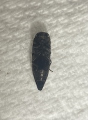 Acmaeoderini