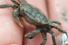 Hemigrapsus crenulatus