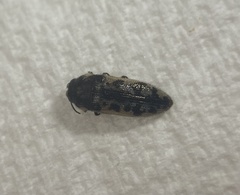 Acmaeoderini