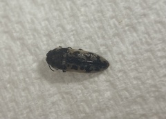 Acmaeoderini
